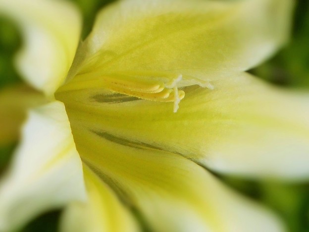 写真: yellow flower