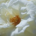 写真: エーデルワイスの白い薔薇 in Rose Festa