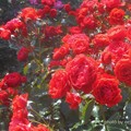 写真: 紅い薔薇トランペッター by（株）ピーターパン
