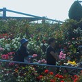 写真: ローズヒルは花盛り６〜和みと癒しの空間〜