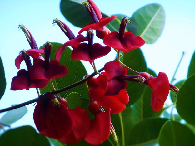 写真: 真夏の空に咲く アメリカデイゴの紅い花