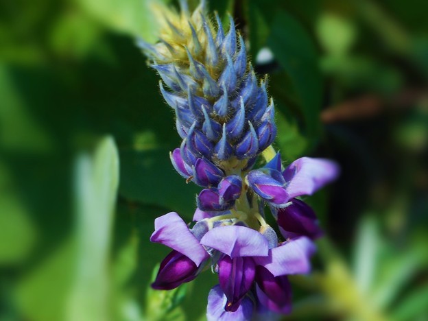 写真: 繁殖力旺盛でワイルドな 葛（クズ）の花