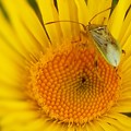 写真: オグルマの花と昆虫