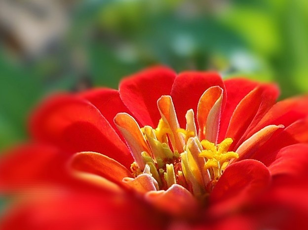 写真: 赤橙色の百日草