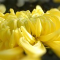 写真: 黄色い菊の大輪 in 菊花展