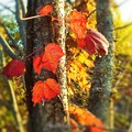 立冬の日の 高原の紅葉