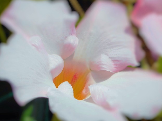 白いマンデビラの花
