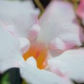 写真: 白いマンデビラの花