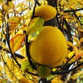 写真: カリンの果実と黄葉