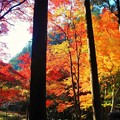写真: 備後路の杉木立の紅葉 in 大本山佛通寺参道