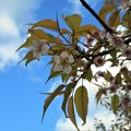 写真: 師走の桜