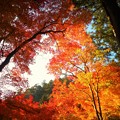 写真: 古刹の杉木立の紅葉