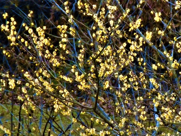 写真: 黄金色に輝く 蘇秦蝋梅の花