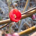写真: 立春に咲く 木瓜（ぼけ）の花