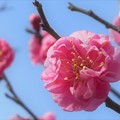 写真: 紅梅 あでやかに咲く