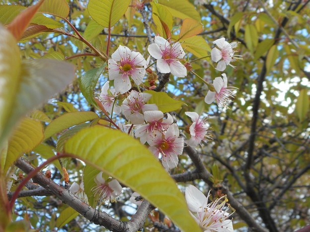 写真: ヒマラヤ桜（冬至前）