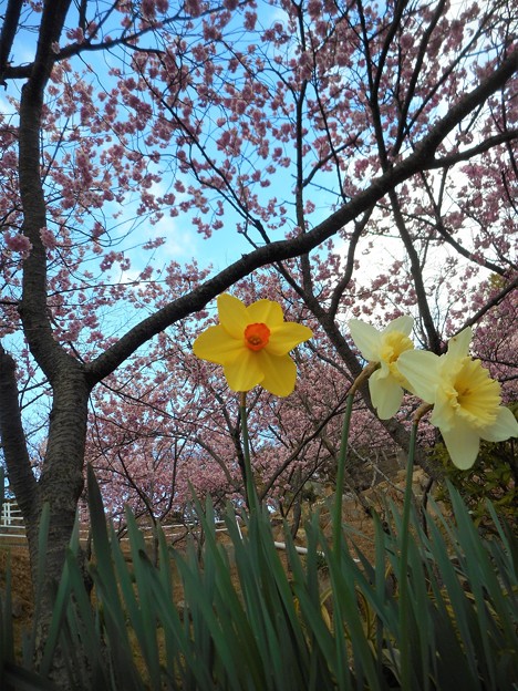写真: 早咲き彼岸桜とラッパ水仙 in 千光寺山