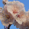 写真: 杏子咲く＠瀬戸内の春