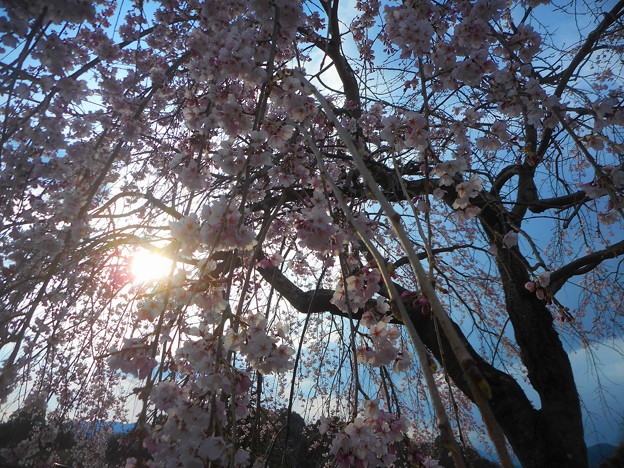 写真: 紅枝垂れ桜＠7分咲き in 千光寺山