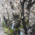 写真: 桜並木は花盛り