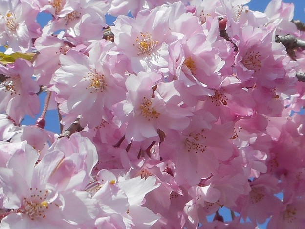写真: 紅枝垂れ糸桜が満開＠千光寺山
