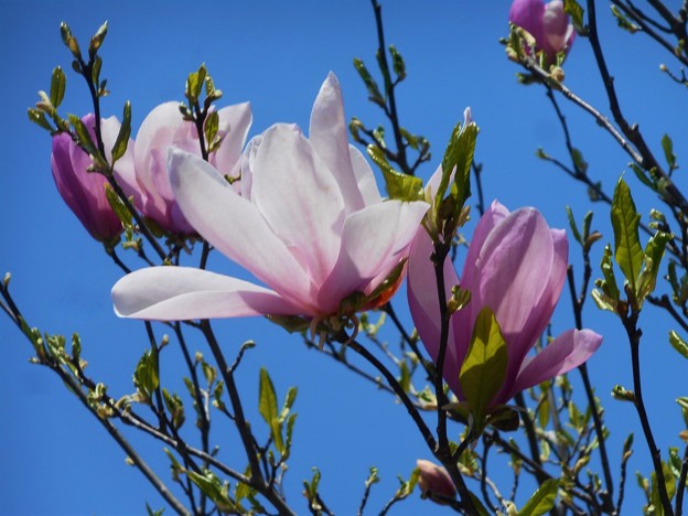 写真: 紫木蓮も葉桜（葉木蓮）に＠千光寺山
