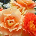 写真: 五月の薔薇 ”カフェ”＠ばら花壇