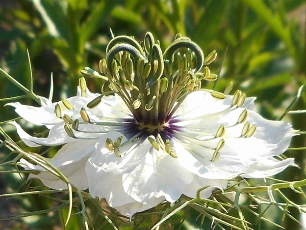 写真: 新緑の候に＠ニゲラの白い花＠クロタネソウ（黒種草）