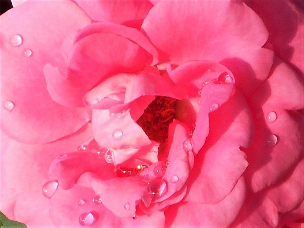 写真: 薔薇の雫（しずく）＠四季咲き ”ローズうらら”