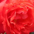 写真: 五月の紅い薔薇 ”円山”（まるやま）＠福山ばら祭