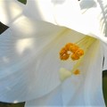 写真: 持光寺の庭に咲く＠白百合の花＠古寺めぐり