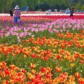 写真: 極彩色のﾁｭｰﾘｯﾌﾟ畑＠春爛漫の世羅高原