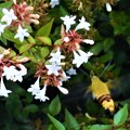 写真: 忙しそうなホシホウジャク＠アベリアの花１