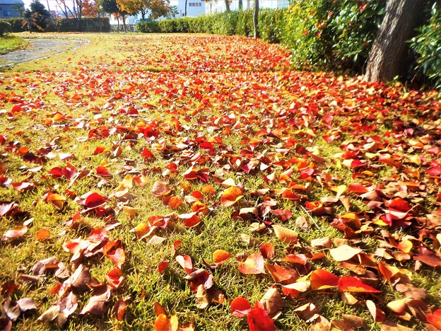 写真: 今朝の公園の落ち葉・紅葉