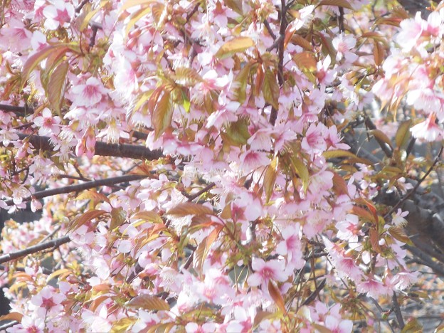 写真: 冬桜が満開