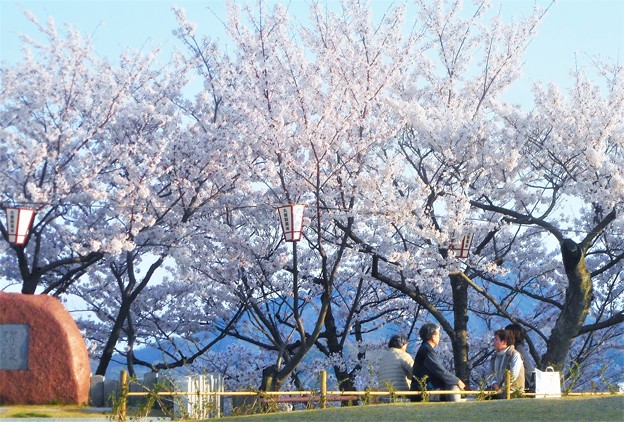 写真: 満開の桜＠千光寺山