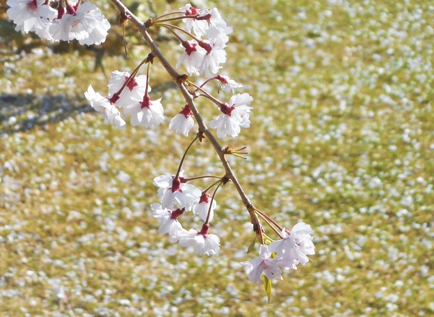写真: 桜吹雪の日曜日＠薄紅枝垂れ桜