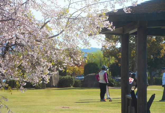 写真: 桜とゲートボール