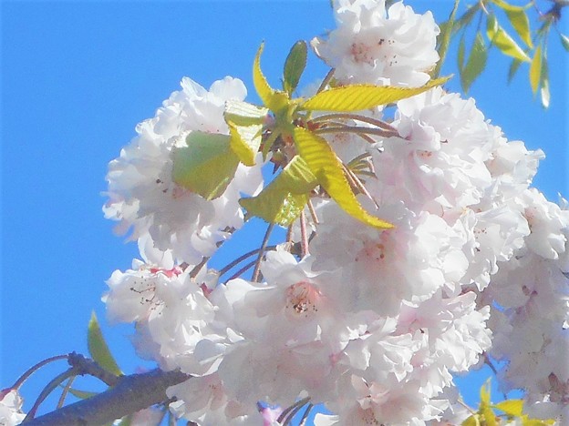 写真: 紅枝垂れ桜と葉桜＠芝生公園