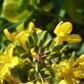 写真: 陽春の候に 葉牡丹（はぼたん）の花＠三原城址周辺