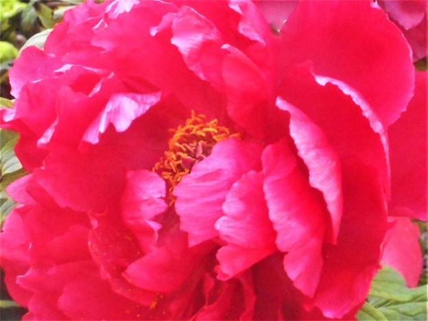 写真: 赤紅色の牡丹（ぼたん）の花＠三原城址周辺