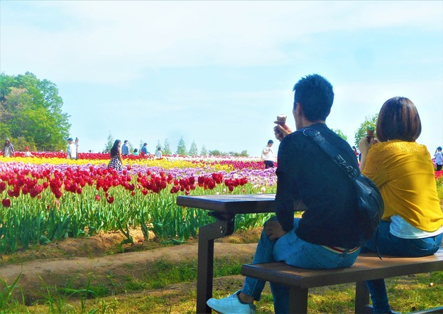 写真: GWのﾁｭｰﾘｯﾌﾟ畑は花盛り＠広島・世羅高原