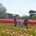 写真: 春爛漫のチューリップ畑＠立夏の世羅高原台地
