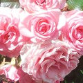写真: ﾛｰｽﾞﾊﾟﾚｰﾄﾞの沿道に咲く薔薇＠緑町公園＠福山ばら祭