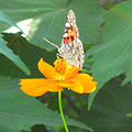 写真: オレンジ色の花にヒメアカタテハ