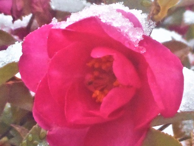 写真: 雪を纏（ﾏﾄ）ったｻｻﾞﾝｶの花＠建国記念の日
