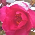 写真: 雪を纏（ﾏﾄ）ったｻｻﾞﾝｶの花＠建国記念の日