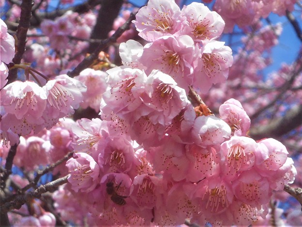 満開の寒緋桜と元気なﾐﾂﾊﾞﾁ＠千光寺山