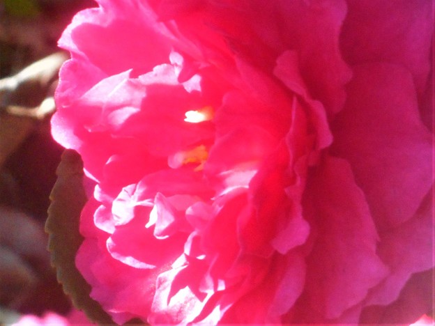 写真: 春めく光のなかで＠八重のｻｻﾞﾝｶ咲く