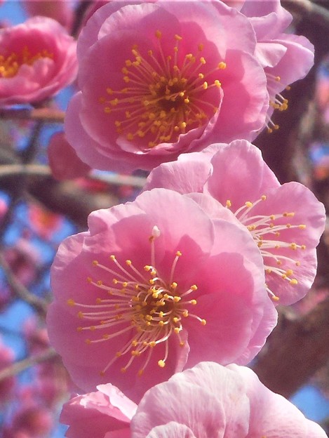 写真: 如月に咲く 八重の枝垂れ紅梅